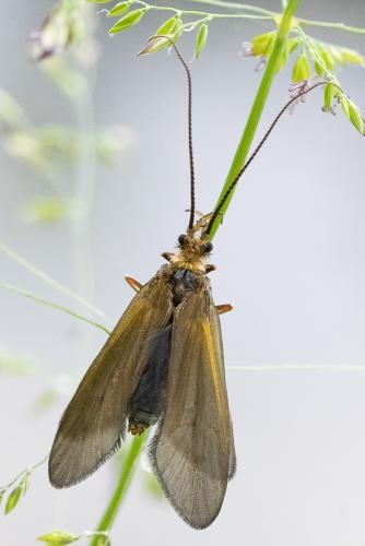 Sericostoma sp.